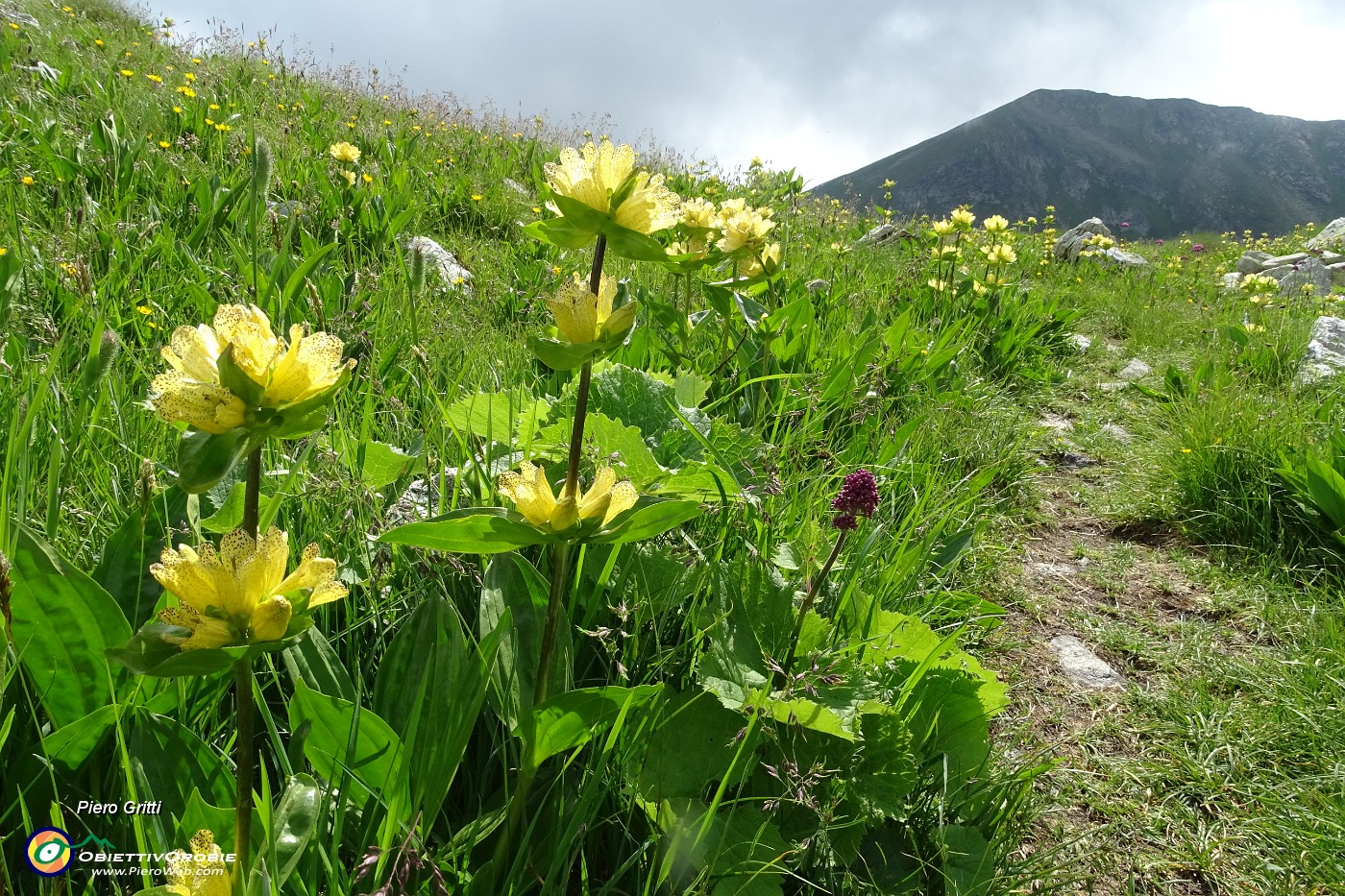 77 Il sent. 209A per i Laghi di Caldirolo fiorito di...genziana punteggiata (Gentiana punctata).JPG